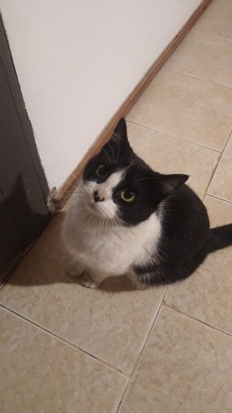 Gato de Mateus