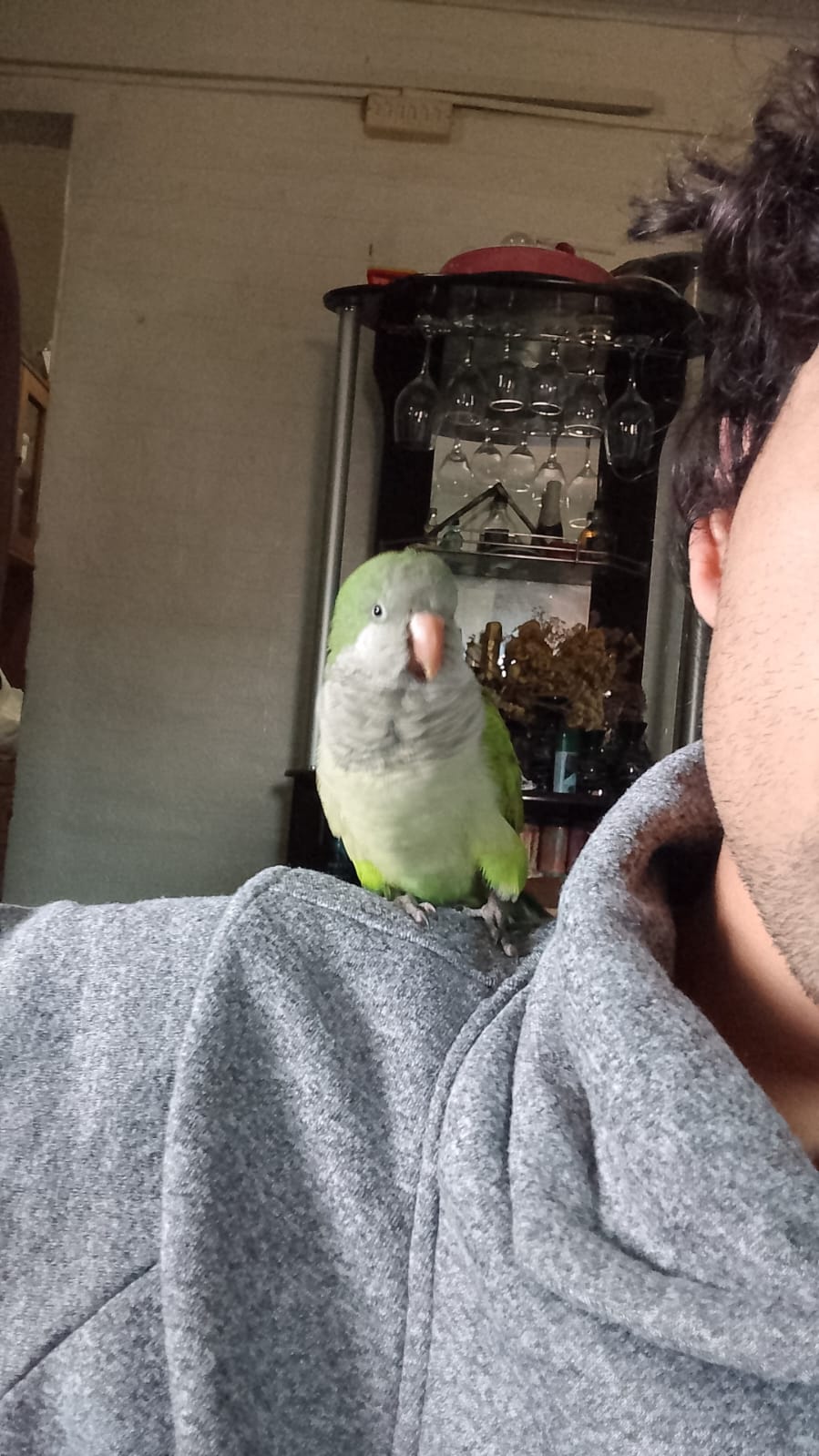 Loro de Mateus