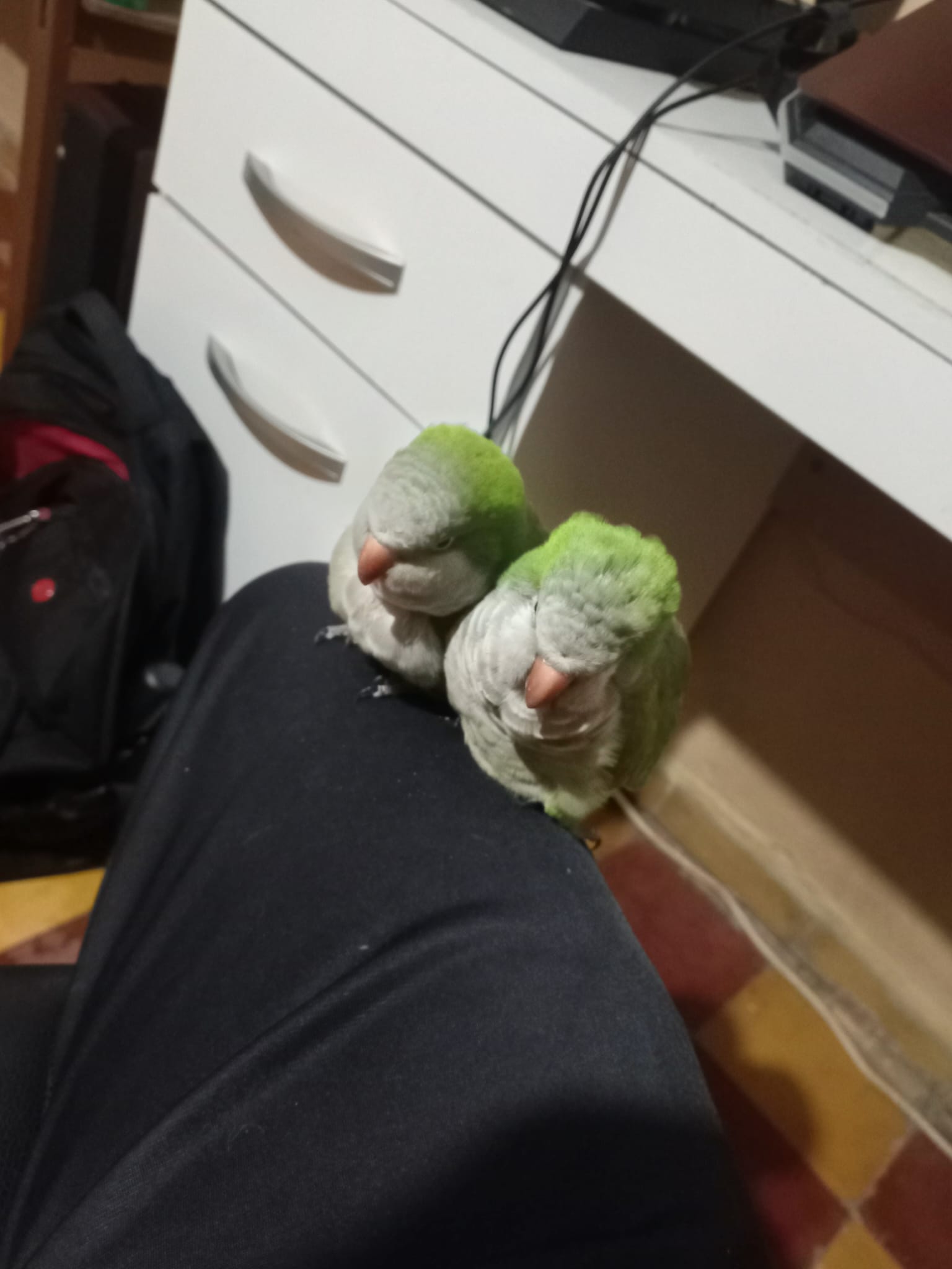 Loros de Thiago