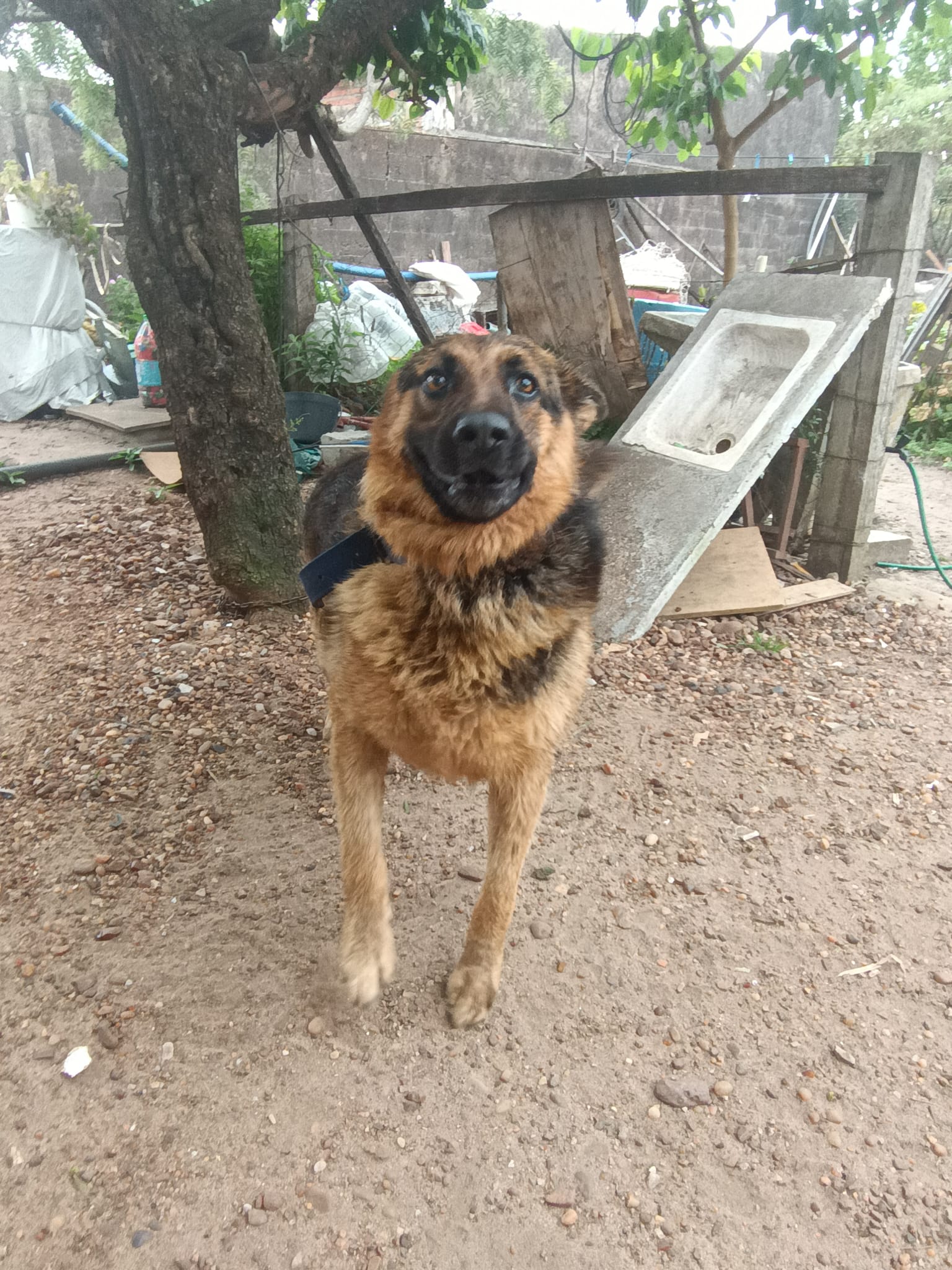 Compañero canino de Ezequiel