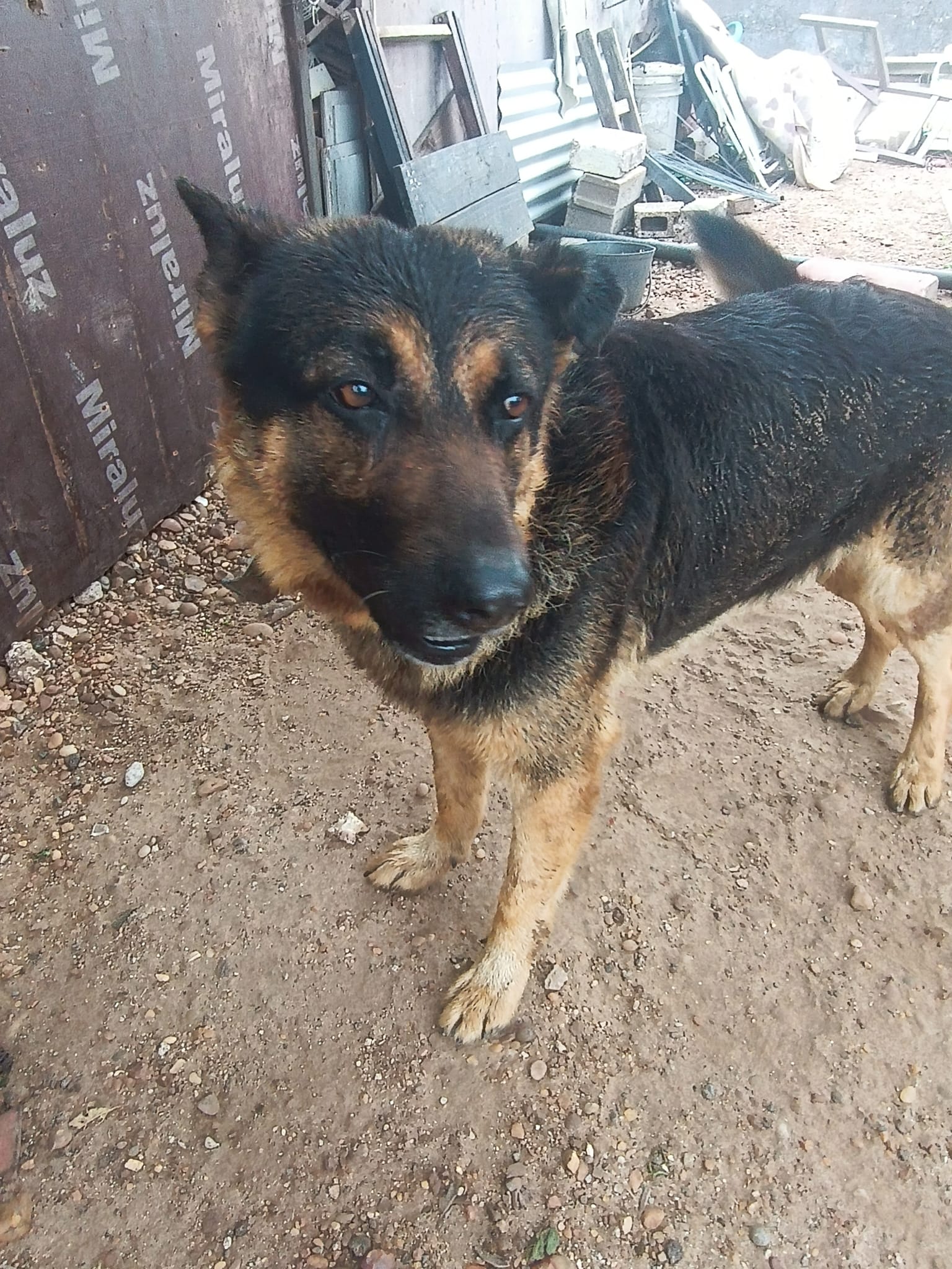 Compañero canino de Ezequiel