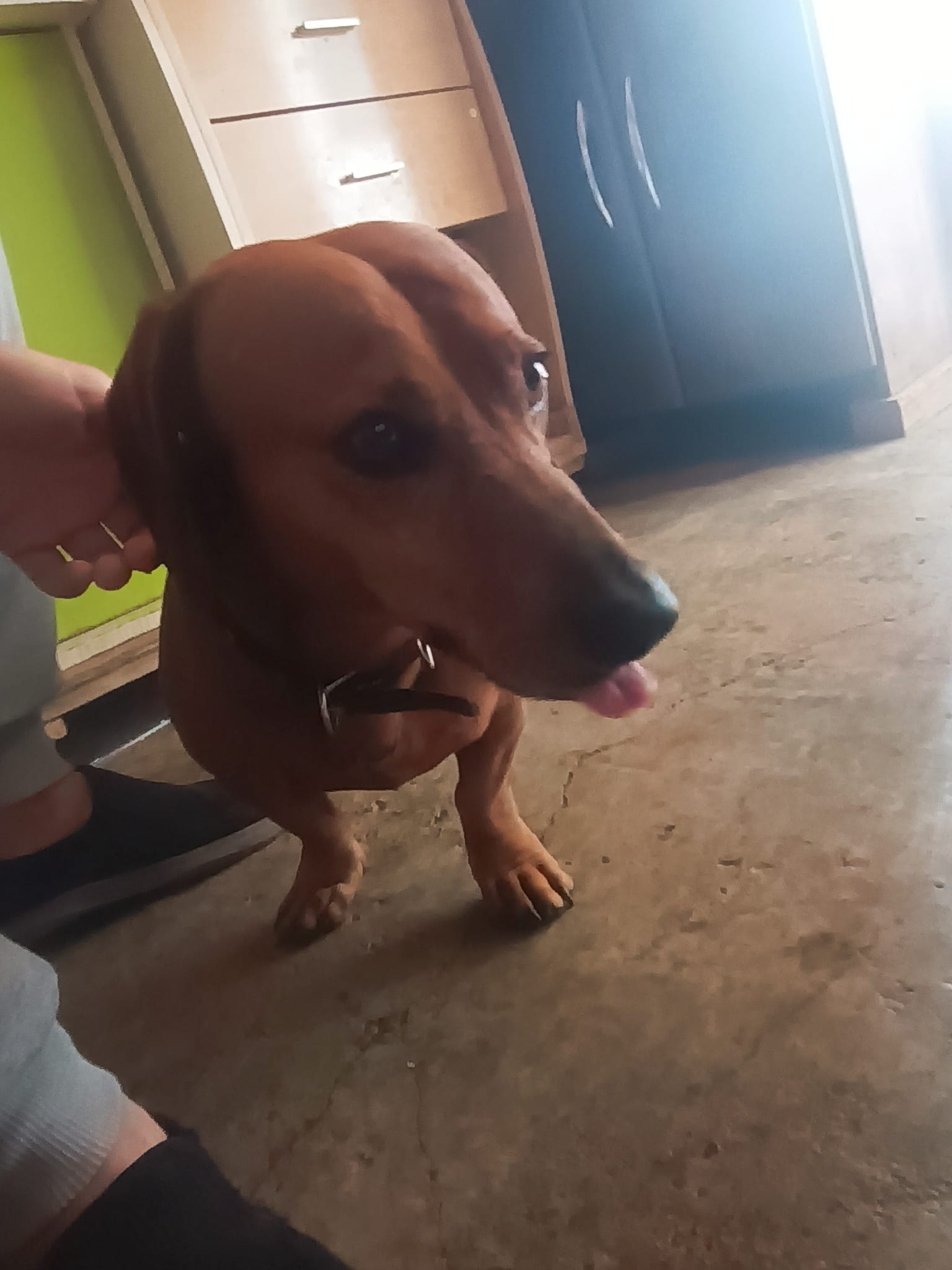 Compañero canino de Ezequiel