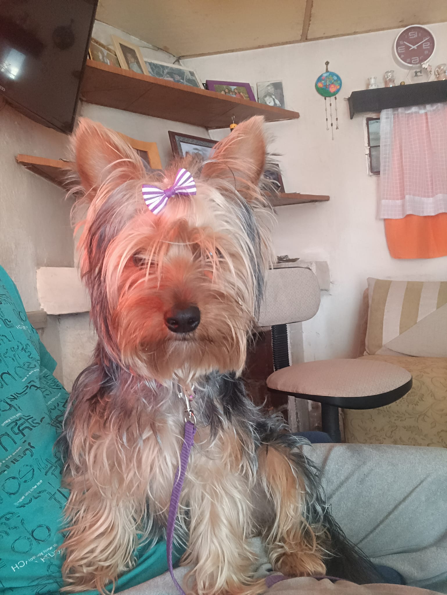 Compañero canino de Ezequiel