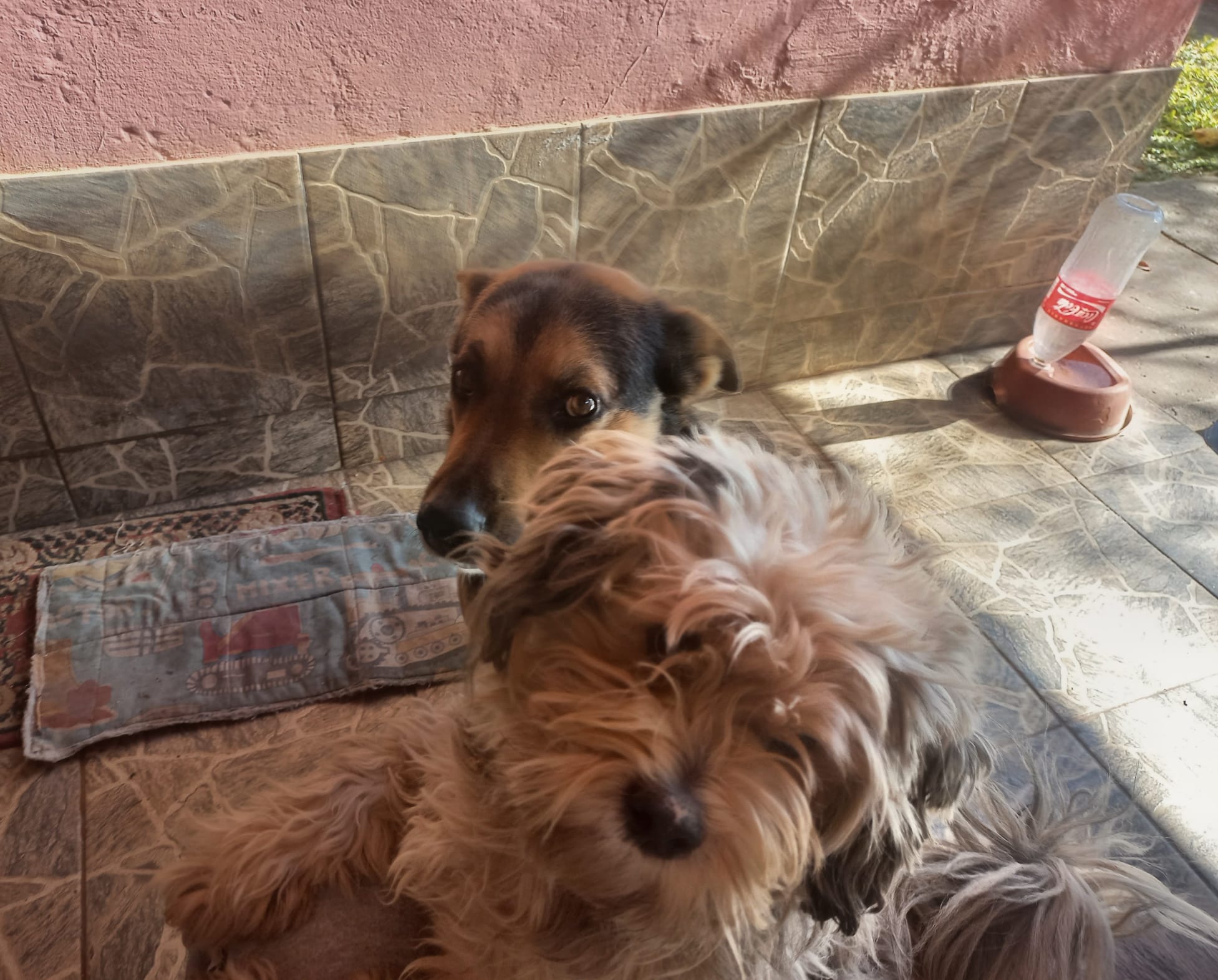 Perros de Thiago